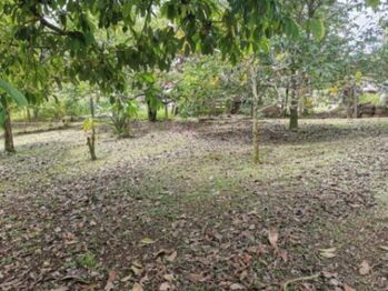 MLS-25-1079 VENTA LOTE CON CASA VENECIA SAN CARLOS en Venecia, San Carlos, Alajuela — 85 000 000 ₡ - Foto 4 de 10