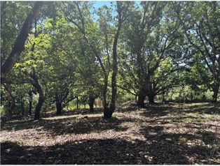 VENTA / Terreno en Coyolar, Orotina, Alajuela en Coyolar, Orotina, Alajuela — 45 000 000 ₡ - Foto 5 de 14