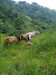 Gran oportunidad de inversión en San Jerónimo de Acosta, San José, Costa Rica. in Guaitil, Acosta, San José — ₡ 77 000 000