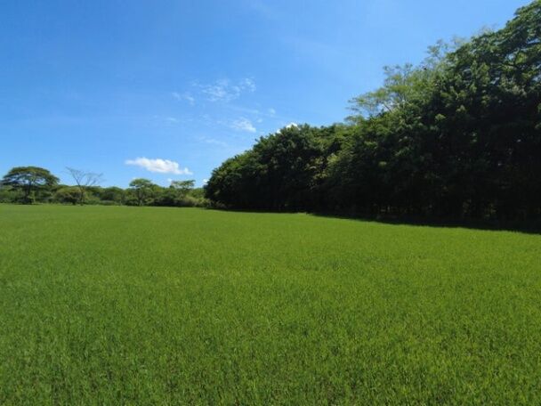 Venta de Lote en Garabito, Puntarenas.  in Jacó, Garabito, Puntarenas — ₡ 80 000 000