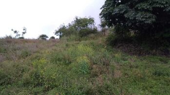Venta de Lote en Oreamuno-Cartago. en Cot, Oreamuno, Cartago — $63,000 - Foto 5 de 12