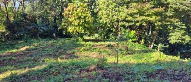 Hermosa Finca en Rio Claro en Guaycará, Golfito, Puntarenas — ₡ 97 000 000