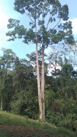 VENTA DE LOTE, ALAJUELA, OROTINA, COYOLAR en Orotina, Alajuela — ₡ 185 000 000