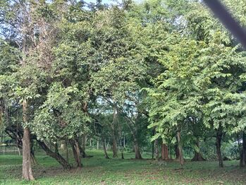 VENTA DE LOTE, USO MIXTO Y ALTA DENSIDAD, ALAJUELA, OROTINA, LA CEIBA en La Ceiba, Orotina, Alajuela — 120 000 000 ₡ - Foto 5 de 15