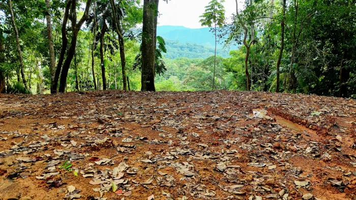 SE VENDE TERRENO LISTO PARA CONSTRUIR RODEADO DE NATURALEZA en Barú, Pérez Zeledón, San José — $215,000 - Foto 3 de 14