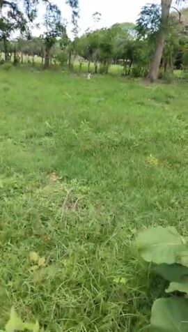 SE VENDE BELLA PROPIEDAD CERCANA A PLAYA TIVIVES.  en San Juan Grande, Esparza, Puntarenas — ₡ 35 000 000