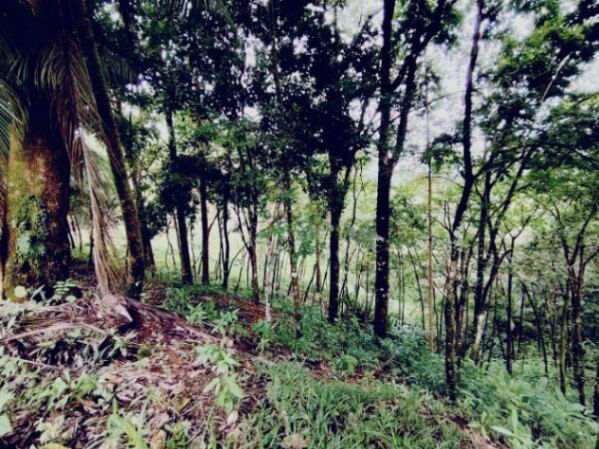 SE VENDE: 36,104 M² EN CORONADO DE OSA en Quepos, Puntarenas — $649,872