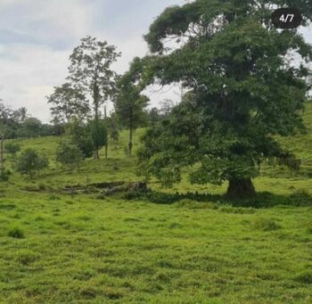 Venta de Amplio Lote en Pocosí, Limón / Mls. 24-711 OFC JB en Colorado, Pococí, Limón — $385,000 - Foto 4 de 6