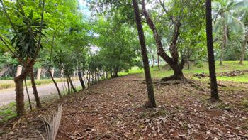 Lote con Quebrada y Bosque Natural en San Mateo | 2.506 m² in Labrador, San Mateo, Alajuela — $100,000 - Photo 5 of 37