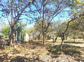 VENTA DE LOTE EN OROTINA, ALAJUELA en Orotina, Alajuela — 55 000 000 ₡ - Foto 5 de 7