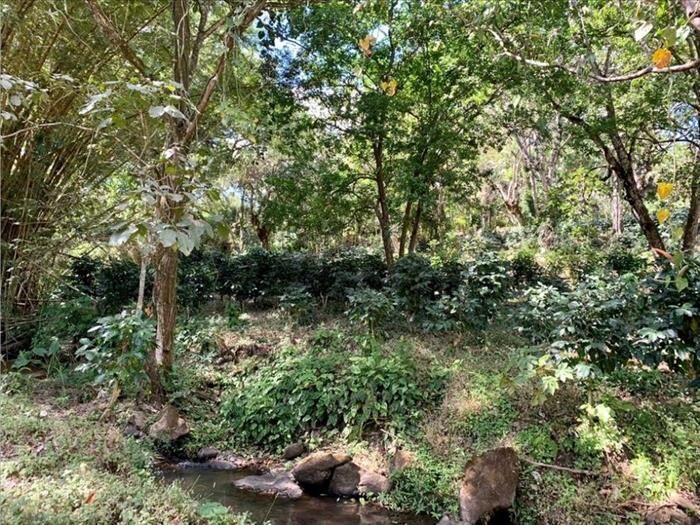 VENTA DE LOTE, ALAJUELA, ATENAS, SANTA EULALIA, CALLE VAINILLA in Santa Eulalia, Atenas, Alajuela — $99,740