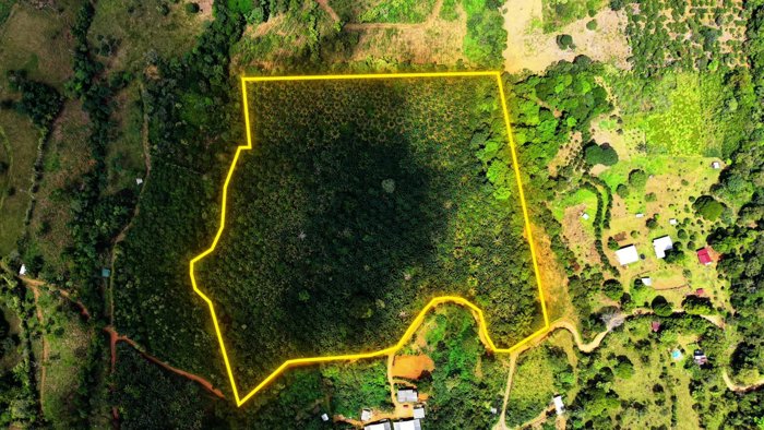 VENTA DE FINCA AGRICOLA DE 6,74 HA CON PALMA AFRICANA EN SAN PEDRO, PEREZ ZELEDON in San Pedro, Pérez Zeledón, San José — $300,000