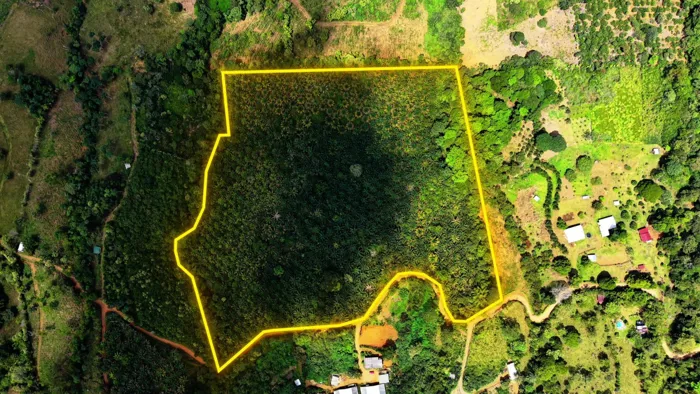 VENTA DE FINCA AGRICOLA DE 6,74 HA CON PALMA AFRICANA EN SAN PEDRO, PEREZ ZELEDON in San Pedro, Pérez Zeledón, San José — $300,000