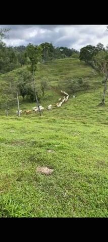 VENTA DE FINCA EN SIQUIRRES, LIMÓN –COSTA RICA - ZONA LAS BRISAS DE PACUARITO. en Cahuita, Talamanca, Limón — $775,000