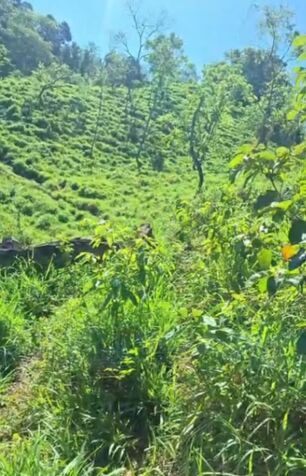 BELLA FINCA VARIOS USOS EN TABARCIA DE MORA, SAN JOSÉ.  en Tabarcia, Mora, San José — ₡ 100 000 000