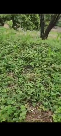 DE OPORTUNIDAD 4 BELLOS LOTES EN MANZANILLO, PUNTARENAS.  en Manzanillo, Puntarenas — ₡ 3 000 000