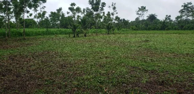5000mt² Guácimo, Limón en Guácimo, Limón — ₡ 35 000 000 - Foto 2 de 7