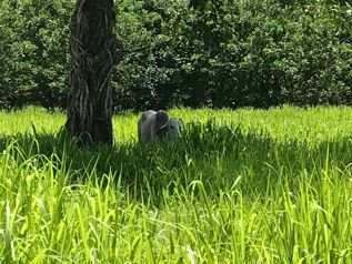 VENTA DE BELLA FINCA DE 5 Ha EN RIO FRIO DE SARAPIQUI en Las Horquetas, Sarapiquí, Heredia — $161,600 - Foto 3 de 6