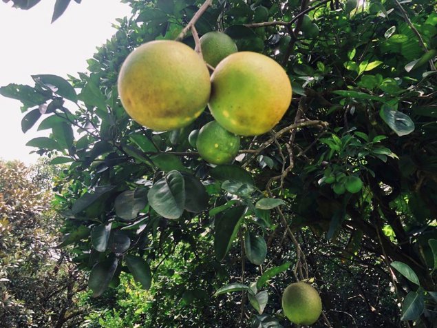 FINCA EN VENTA, TOPOGRAFÍA TOALMENTE PLANA, OROTINA, USO MIXTO in Hacienda Vieja, Orotina, Alajuela — $449,000
