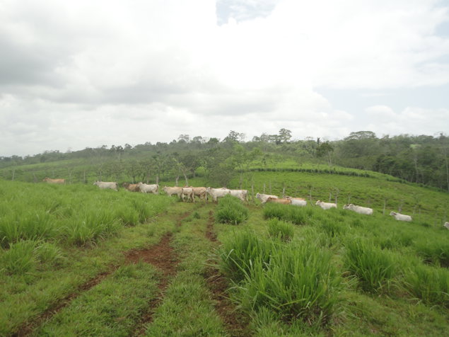 Finca 13 Ha en Pocosol de San Carlos en Pocosol, San Carlos, Alajuela — ₡ 190 000 000