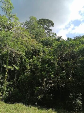 BELLA Y ÚTIL PROPIEDAD EN PUERTO CORTÉS, OSA.  en Puerto Cortés, Osa, Puntarenas — ₡ 75 000 000