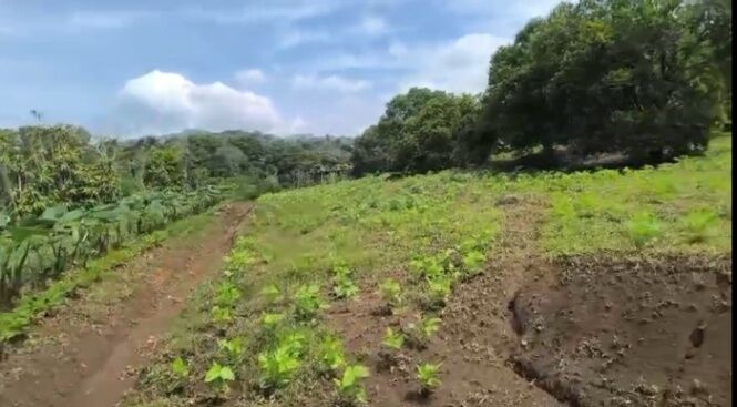 SE VENDE BELLA PROPIEDAD EN MORAZÁN DE ATENAS.  en Atenas, Alajuela — ₡ 130 000 000