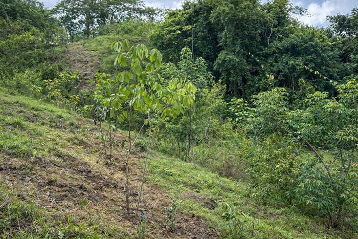 Lote Residencial de 5,000 m² en San Isidro in San Isidro, Montes De Oro, Puntarenas — $165,000 - Photo 3 of 4