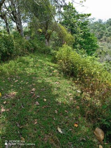 DE OPORTUNIDAD BELLA Y ÚTIL FINCA EN VALLE LA ESTRELLA, LIMÓN.  in Valle La Estrella, Limón — ₡ 3 000 000
