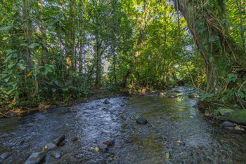 Venta de Finca en La Colonia, Guápiles en San Isidro, San Ramón, Alajuela — 185 000 000 ₡ - Foto 4 de 11