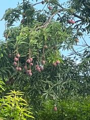Paraiso de las Frutas, Orotina.