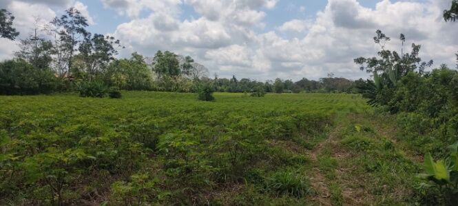 Finca ubicada en Luisiana de Siquirres in El Cairo, Siquirres, Limón — ₡ 75 000 000