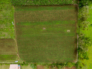 Se Vende Finca en SonaFluca, Fortuna de San Carlos en La Fortuna, San Carlos, Alajuela — 50 000 000 ₡ - Foto 4 de 16