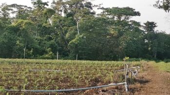 ESPECTACULAR FINCA EN LA FORTUNA DE SAN CARLOS.  en La Fortuna, San Carlos, Alajuela — 125 000 000 ₡ - Foto 5 de 15
