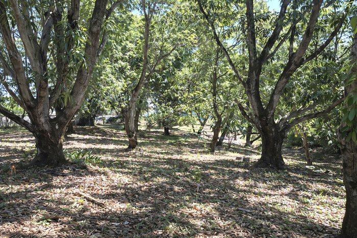 VENTA / Terreno en Coyolar, Orotina, Alajuela en Coyolar, Orotina, Alajuela — ₡ 45 000 000