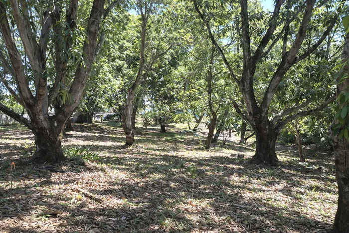 VENTA / Terreno en Coyolar, Orotina, Alajuela en Coyolar, Orotina, Alajuela — ₡ 45 000 000