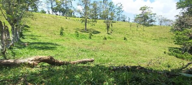 "¡Imperdible! Increíble Propiedad por Bajo Costo" en Sabalito, Coto Brus, Puntarenas — ₡ 25 000 000