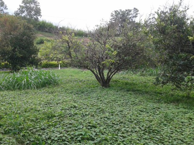 Se vende Lote en condominio en Grecia! P332 in Grecia, Alajuela — ₡ 50 000 000 - Photo 2 of 7