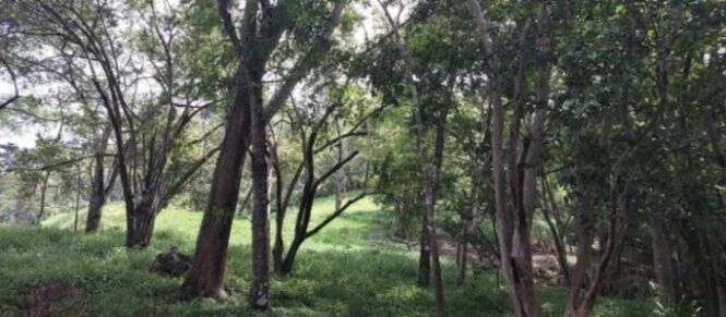 FINCAS, LOTES Y CASAS EN MORA Y ACOSTA, SAN. JOSÉ.  en Tabarcia, Mora, San José — ₡ 1 000 000