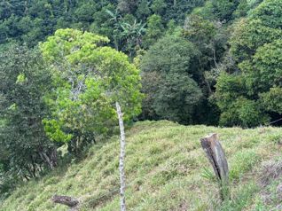 Finca de 30.000m2 (7,5 acres) ubicada a 10 minutos con vistas in Atenas, Alajuela — $525,000 - Photo 5 of 18