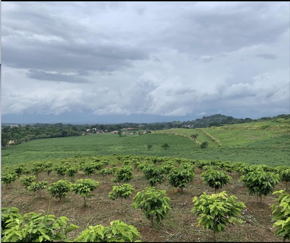Farm in Tacares de Grecia: An Opportunity to Develop in Mercedes, Atenas, Alajuela — ₡ 600 000 000 - Photo 3 of 15