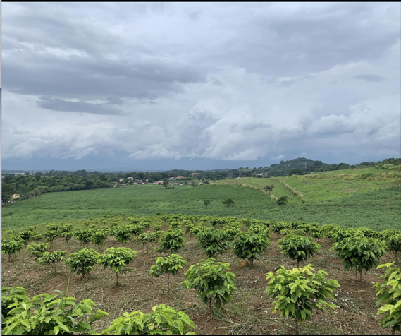 Farm in Tacares de Grecia: An Opportunity to Develop in Mercedes, Atenas, Alajuela — ₡ 600 000 000 - Photo 3 of 15
