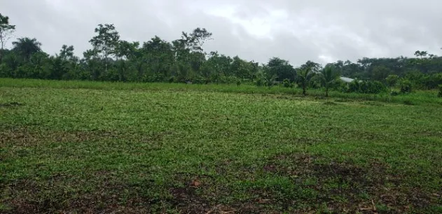 5000mt² Guácimo, Limón en Guácimo, Limón — ₡ 35 000 000