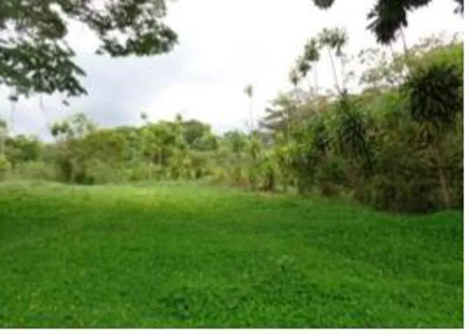 FOR SALE LOT, BANK BARGAIN, CAJÓN PÉREZ ZELEDÓN in Cajón, Pérez Zeledón, San José — $59,839