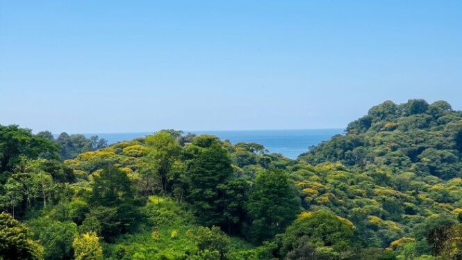 TERRENO DE 9.494 M2 CON 3 PLANTELES Y VISTA AL MAR EN VERGEL DE OSA en Puerto Cortés, Osa, Puntarenas — $530,000