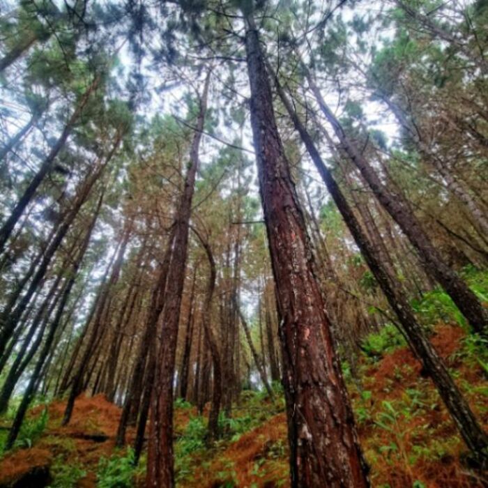 Finca con Proyecto de Reforestación en Santa Cruz, Turrialba, Cartago — $150,000