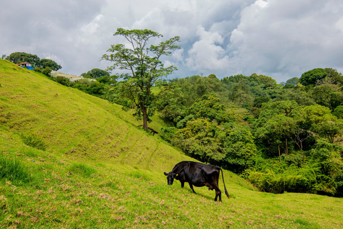 VENTA DE FINCA, CARTAGO, CARTAGO, LLANO GRANDE en Llano Grande, Cartago — ₡ 225 000 000