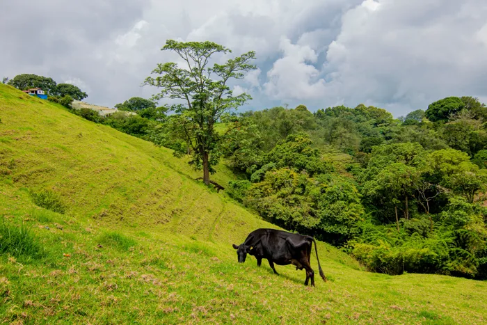 VENTA DE FINCA, CARTAGO, CARTAGO, LLANO GRANDE in Llano Grande, Cartago — ₡ 225 000 000