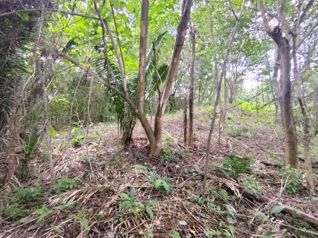 Lotes 49 y 50 en Ruta del Sol, precio de oportunidad en Cuajiniquil, Santa Cruz, Guanacaste — $85,000 - Foto 5 de 24