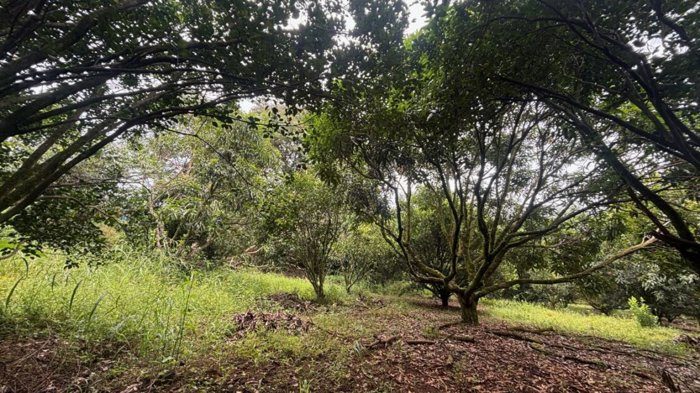 Parcela de 1.000m2 con arboles frutales ideal para futura vivienda. en Atenas, Alajuela — $90,000 - Foto 2 de 11