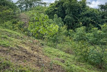 Lote Residencial de 5,000 m² en San Isidro in San Isidro, Montes De Oro, Puntarenas — $165,000 - Photo 3 of 4